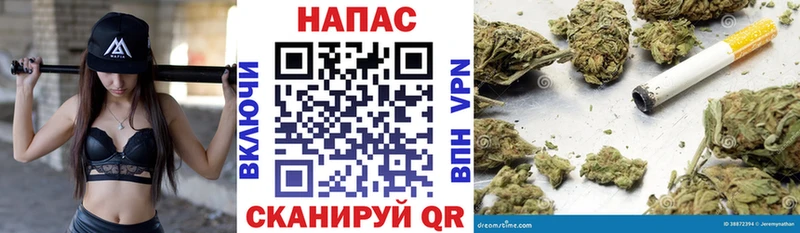 Конопля план  Багратионовск 